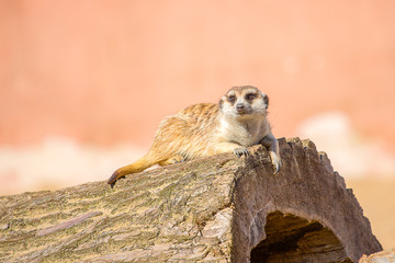 Suricate