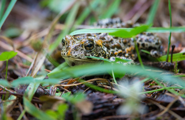 Frog in the grass