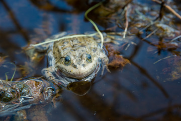 Frog