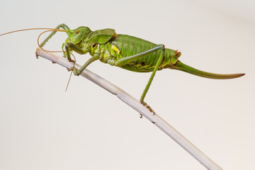 Grilo de Sela Perna Longa - Steropleurus pseudolus.