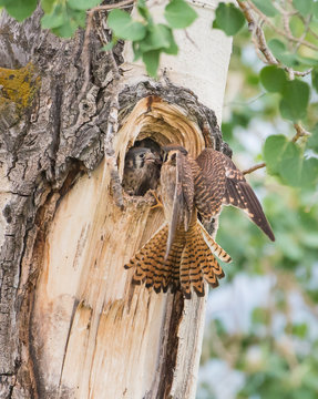 Kestrel