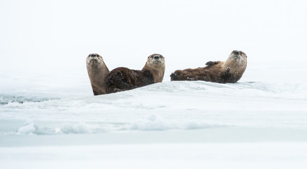 River otter family in a snowstorm
