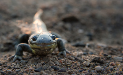 Salamander