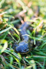 Obraz premium Salamander in Riding Mountain National Park