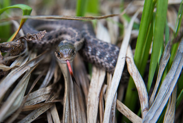 Snake in Yellowstone