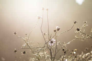 Water droplets on a pink flower with bokeh under backlight