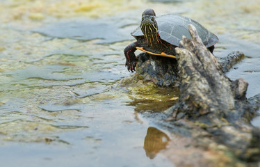 Turtle in Toronto