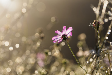 Water droplets on a pink flower with bokeh under backlight