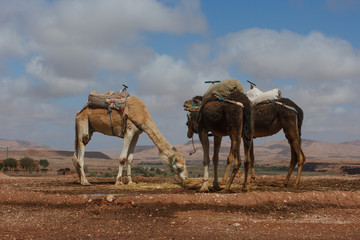 Dromedaries in Ait Benhaddou, Morocco