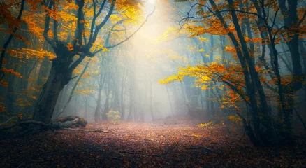 Wall murals Fairy forest Fairy forest in fog. Fall woods. Enchanted autumn forest in fog in the morning. Old Tree. Landscape with trees, colorful orange and red foliage and blue fog. Nature background. Dark foggy forest