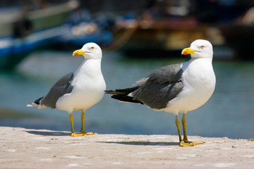 Seagulls in Essaouira port, Morocco