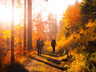 Group of backpackers trekking on the road in autumn forest.