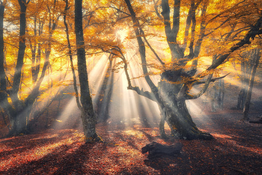 Fototapeta Magical old forest with sun rays in the morning. Amazing forest in fog. Colorful landscape with foggy forest, gold sunlight, orange foliage at sunrise. Fairy trees in autumn. Fall woods.Enchanted tree