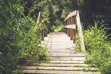 Wooden bridge in the vegetation