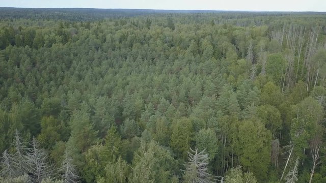 Slow flight above fir-tree forest