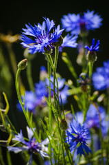 Blue flower cornflower