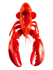  lobster