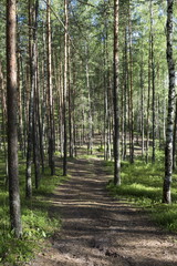 Fototapeta premium Summer wood, Belarus