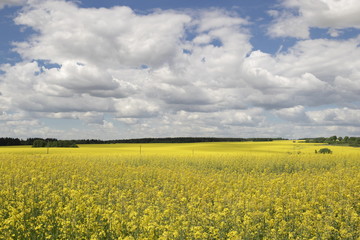 Rural landscape, the blossoming field of colza