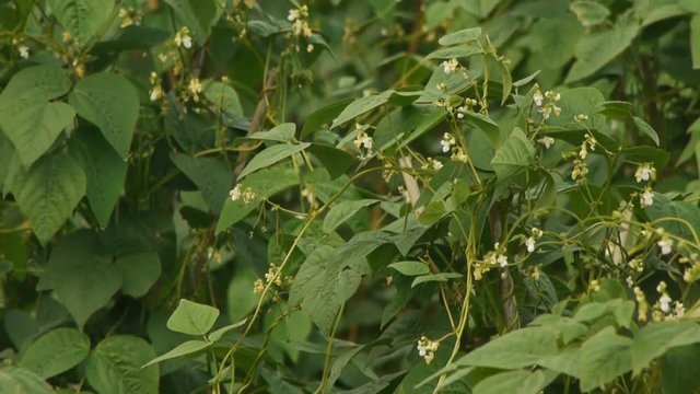 白花豆の花