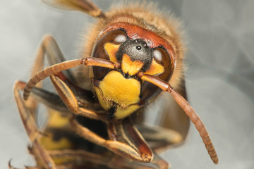 bee close-up on isolated background