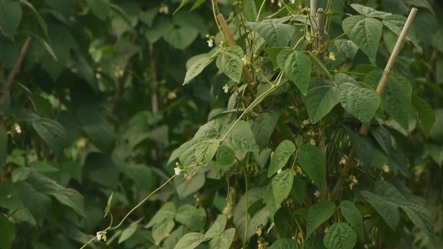 白花豆の花