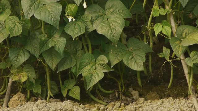 白花豆の花