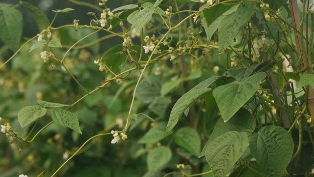 白花豆の花