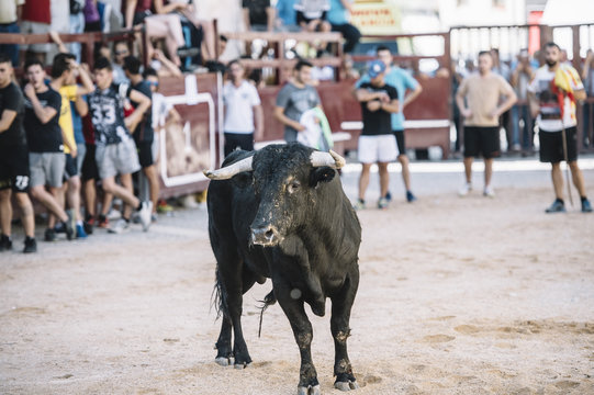 black bull on the sand