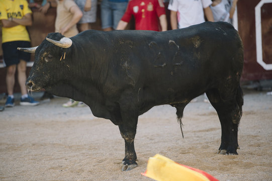 black bull on the sand