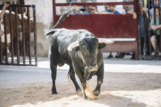 black bull on the sand