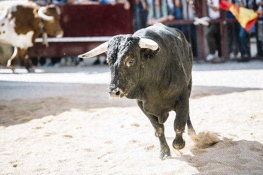 black bull on the sand