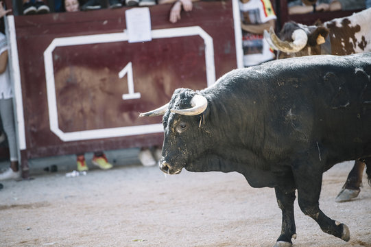 black bull on the sand