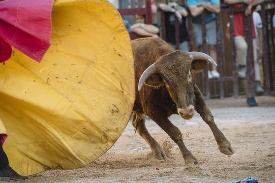 Corrida. Matador Fighting in a typical Spanish Bullfight