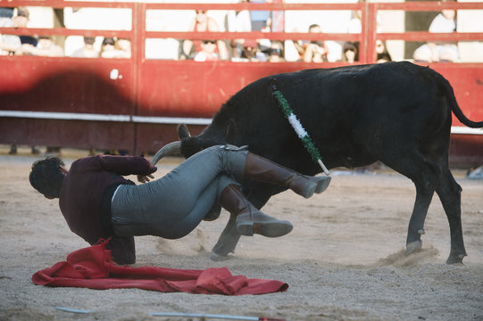 Accident. Matador  Fighting in a typical Spanish Bullfight