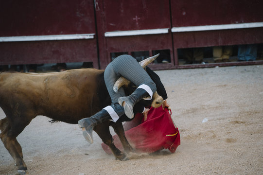 Accident. Matador woman Fighting in a typical Spanish Bullfight