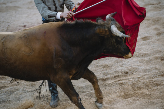 Corrida. Matador Fighting in a typical Spanish Bullfight