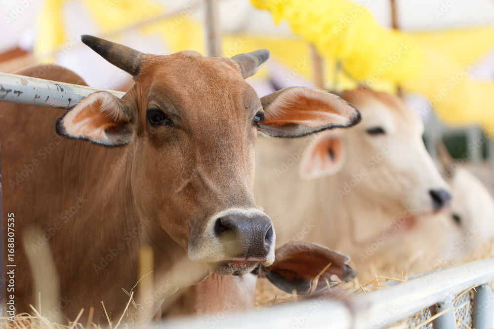 Wall mural cow eating grass in animal farm