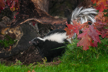Naklejka premium Striped Skunk (Mephitis mephitis) in Leaves