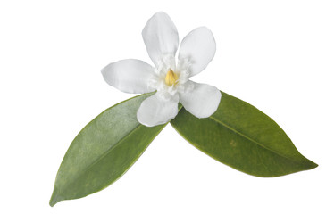 Fototapeta premium White flower