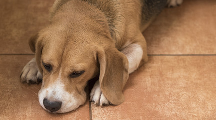 Fototapeta na wymiar Sad puppy beagle lying down