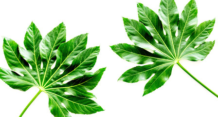 Pattern of exotic plant's leafs on white background top view