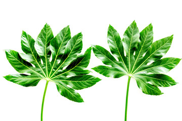 Pattern of exotic plant's leafs on white background top view
