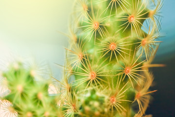 close up a small cactus, nature abstract background with effect filter.