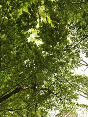 the_trees_green2