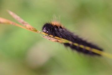 Caterpillar butterfly on a flower.