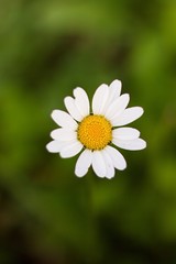 Fototapeta premium White flower Daisy on green background.