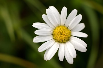 Obraz premium White daisy on dark green background.