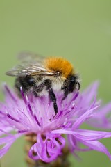 Bumble bee on autumn flower.