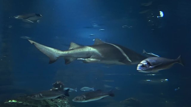 Shark swimming in beautiful fish oceanarium, deep underwater world panoramic view, different water animal species in large Barcelona aquarium, sea scene with natural light rays shining.